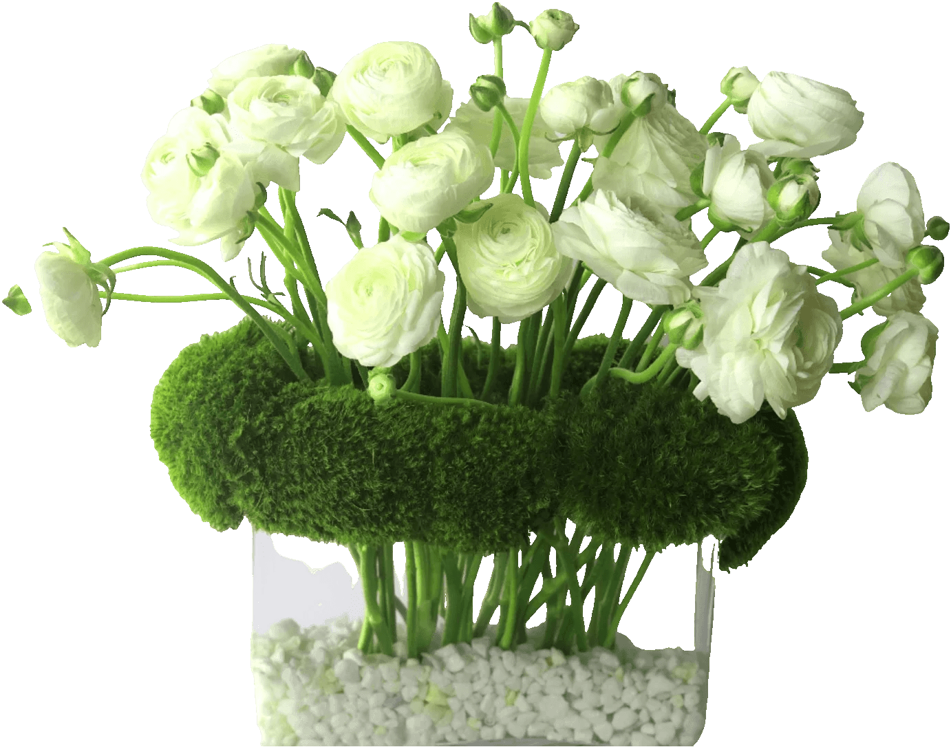 Buy Online Fresh Ranunculus H20 Flower Clear Glass Vase