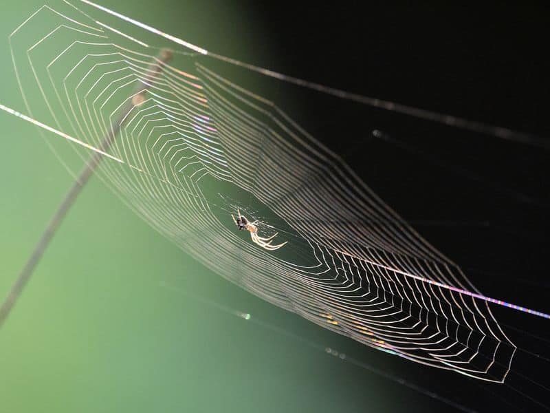 Blackstone Griddle Has Yellow Flame What To Do?