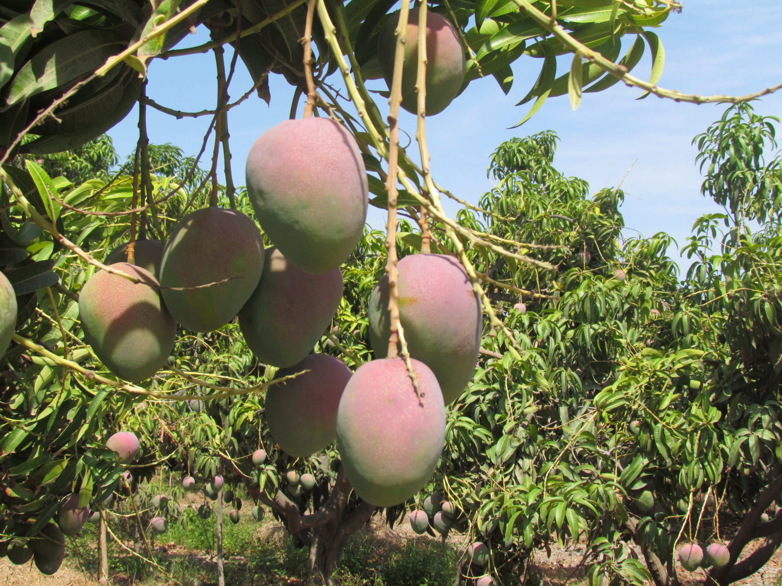 Mango export campaign Improved or decreased? Fresh Baez