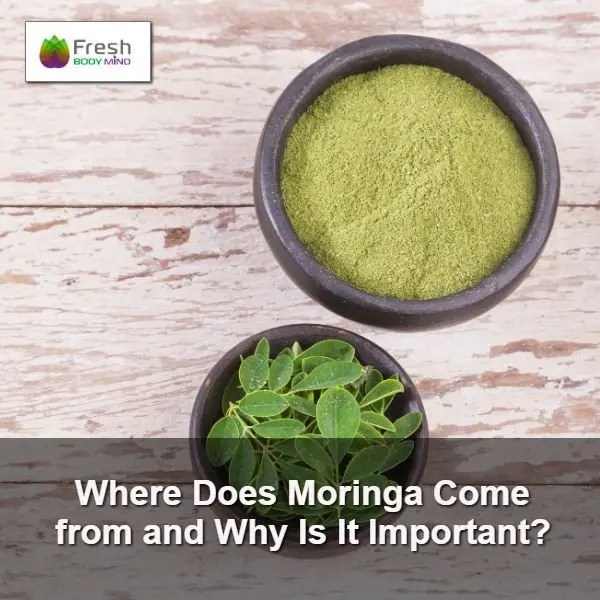 Where Does Moringa Come From Why is it Important? Fresh Body Mind