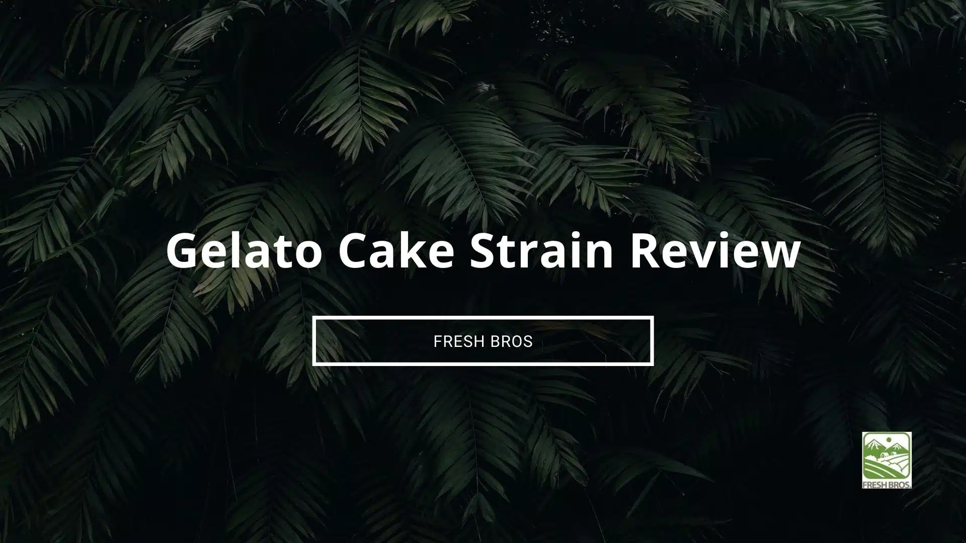 Gelato Cake Cannabis Strain Review Gelato Cake Marijuana Strain Fresh Bros Hemp Company