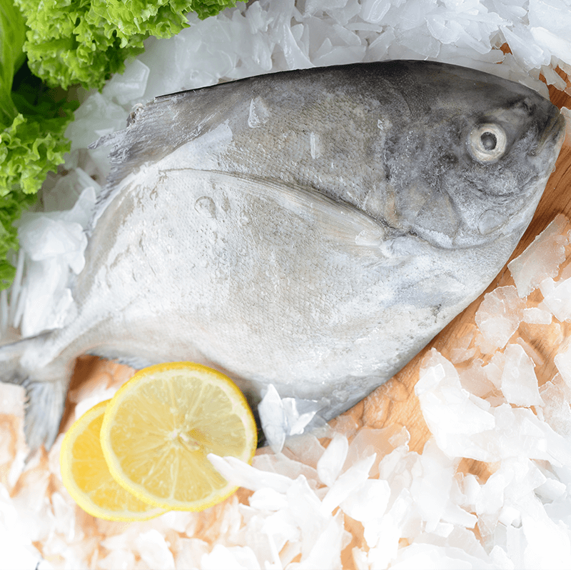 Black Pomfret FreshCatch