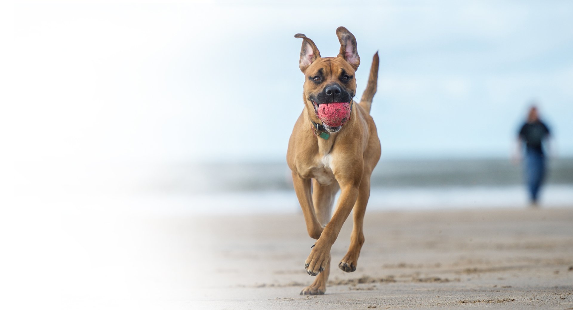 Harwood Road Animal Hospital • Euless • Fresh Chalk