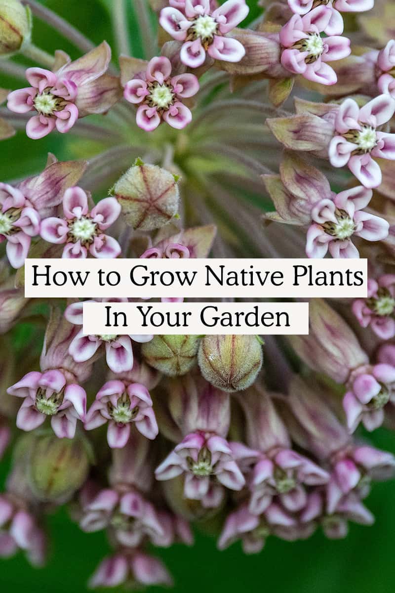 Native Plants How to Discover the Best Native Plants For Your Garden