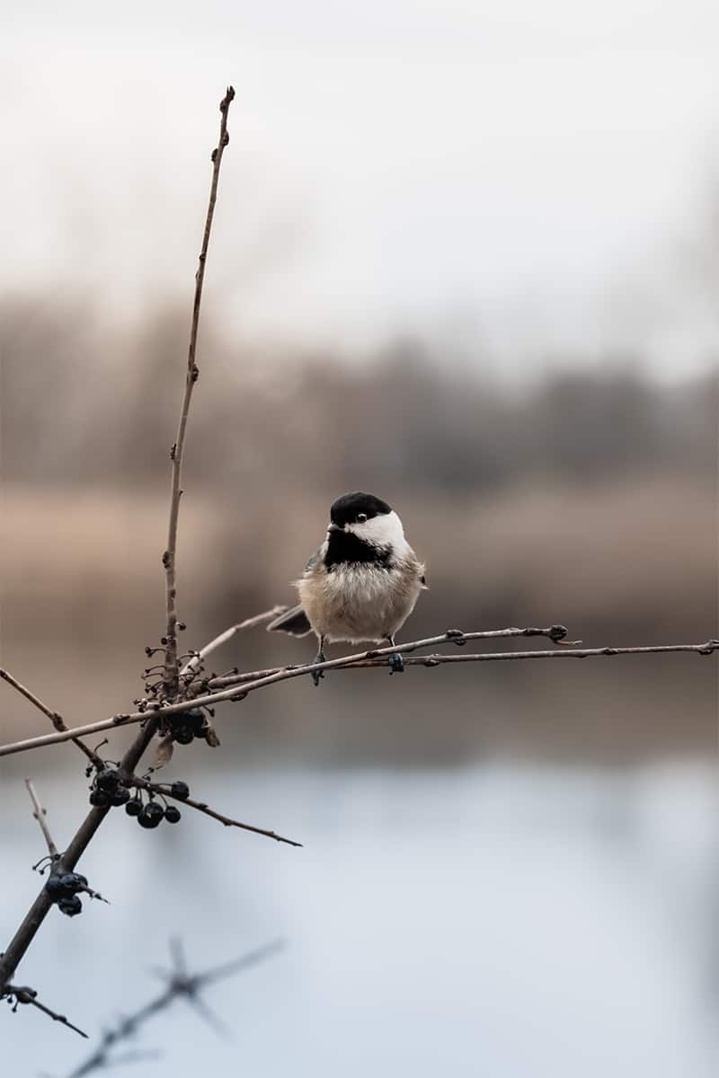 Native Plants How to Discover the Best Native Plants For Your Garden