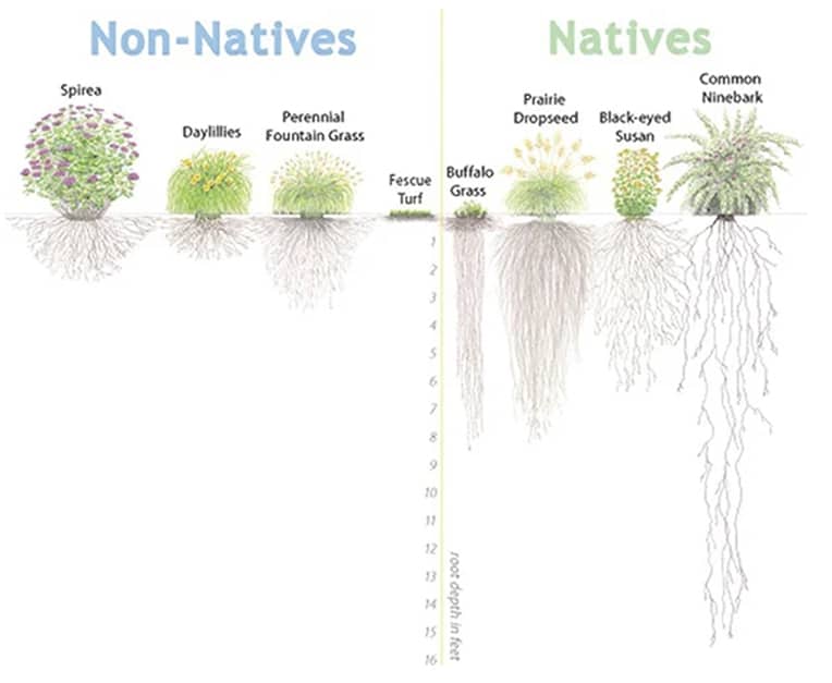 Native Plants How to Discover the Best Native Plants For Your Garden