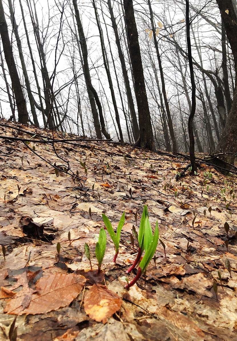 Wild Ramps History, Sustainability, and How to Cook