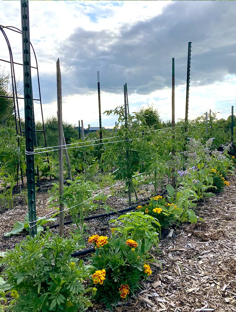 Are Tomato Cages Necessary? The Best DIY Tomato Cages Alternative