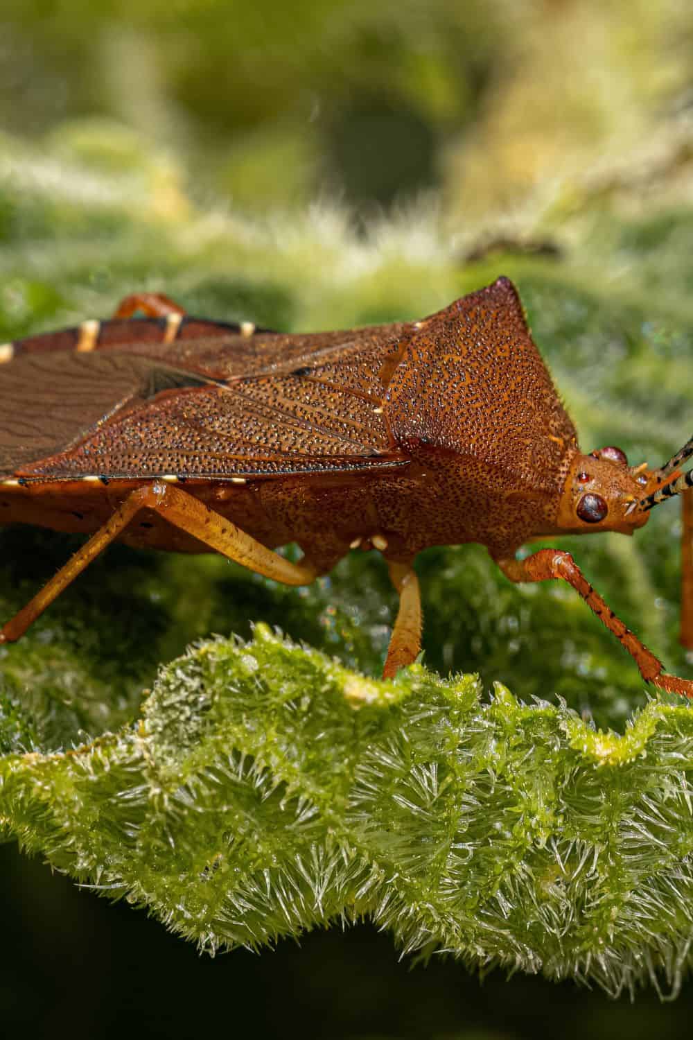 How to Get Rid of Squash Bugs Naturally Top Globe News