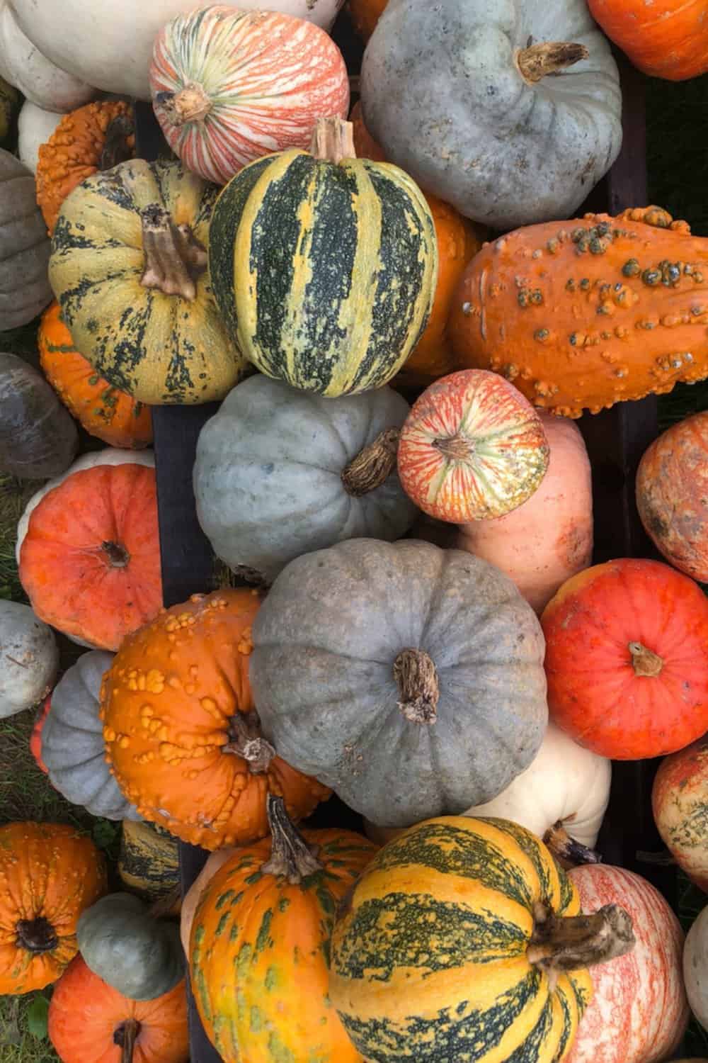 When To Plant Pumpkins In Time For Halloween Fresh Exchange