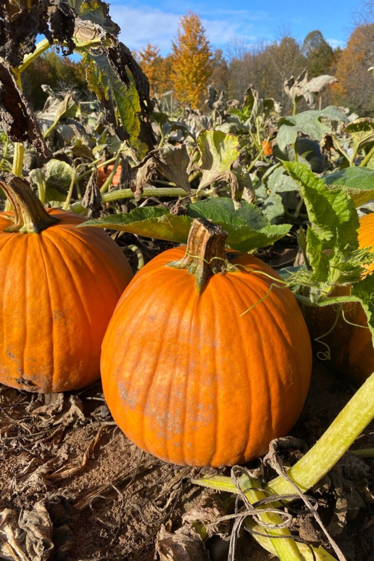 When To Plant Pumpkins In Time For Halloween Fresh Exchange