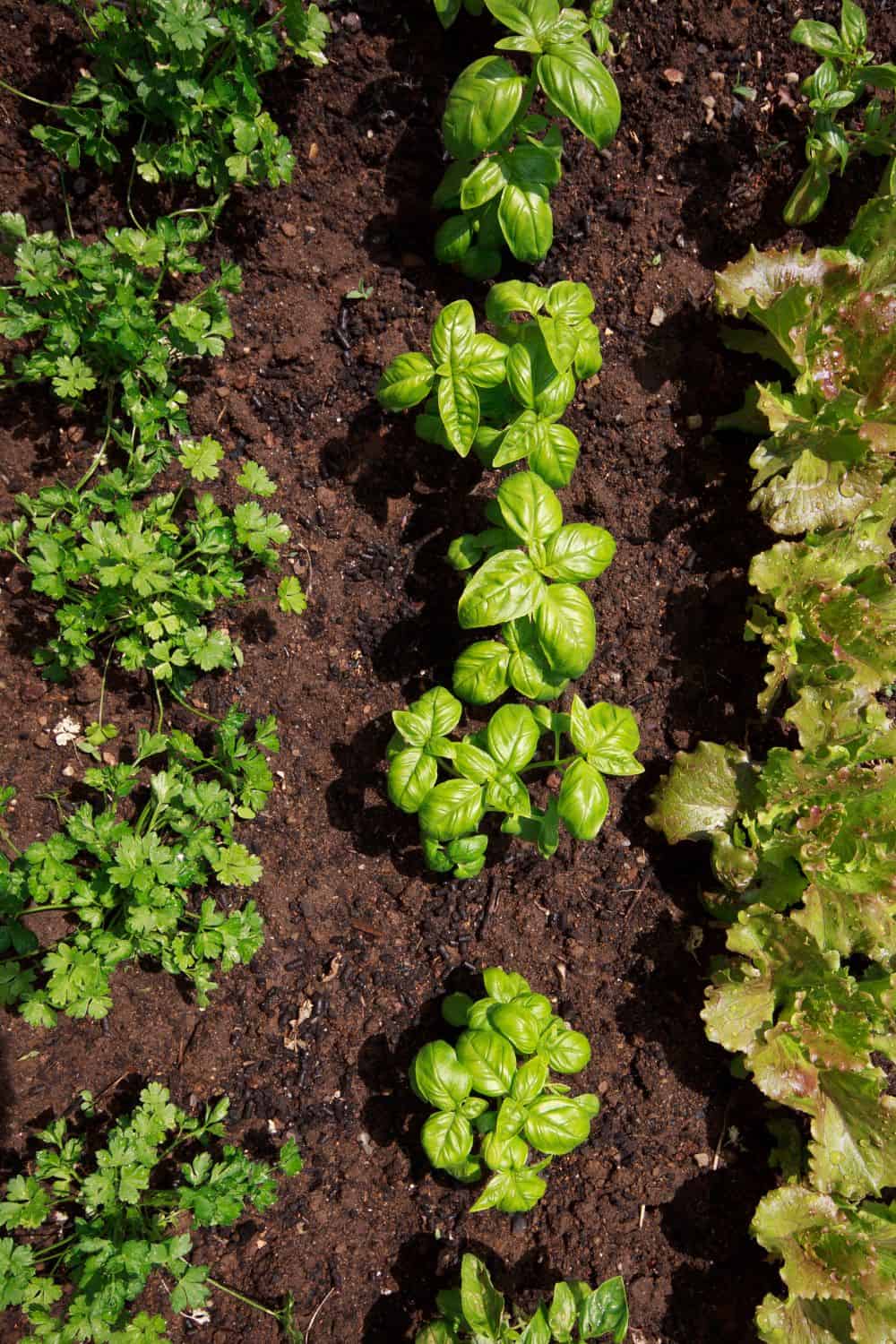 How to Grow Basil Planting and Care Tips Fresh Exchange