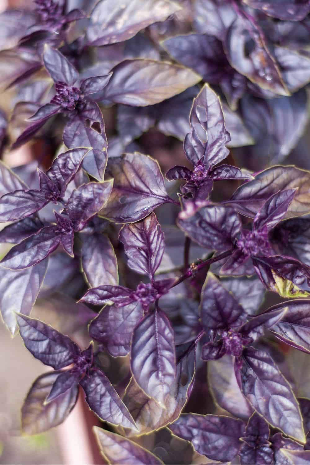 How to Grow Basil Planting and Care Tips Fresh Exchange