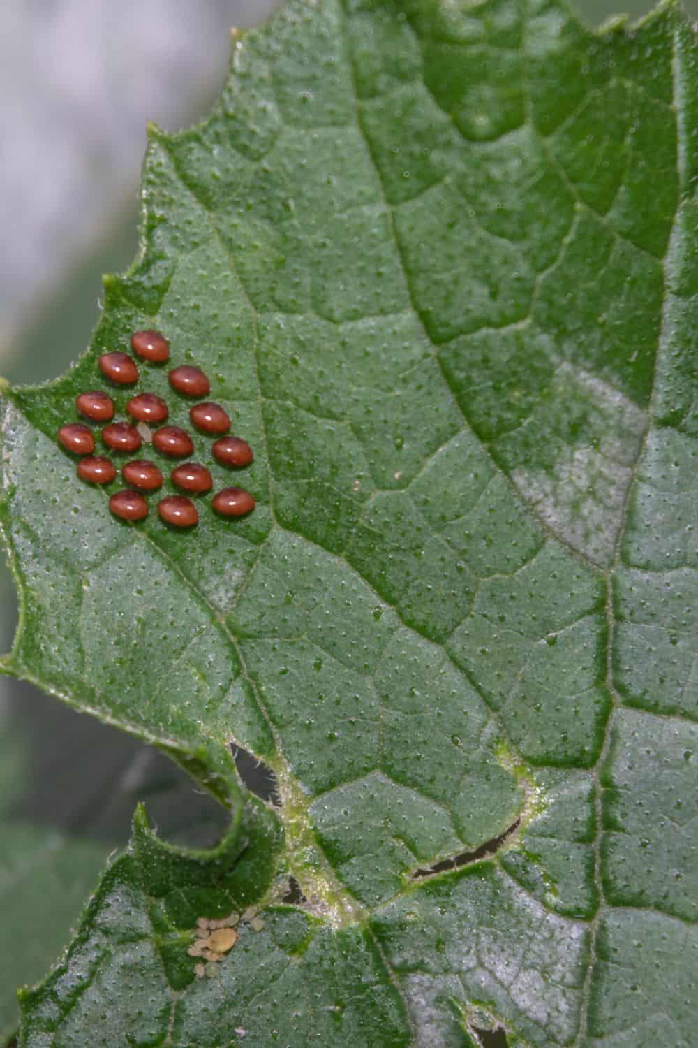 How to Get Rid of Squash Bugs Naturally Fresh Exchange