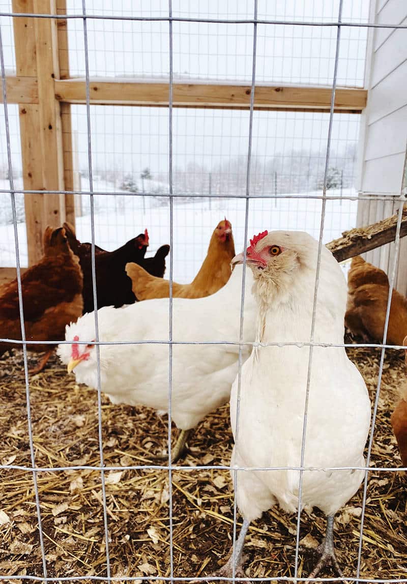 Best Chicken Water Heater in 2023 (Reviews and Comparison)