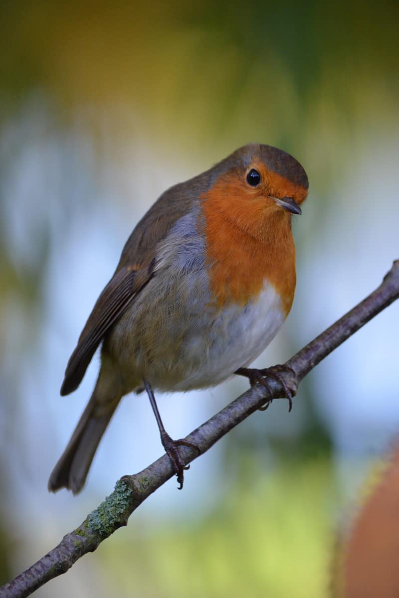 Native Plants How to Discover the Best Native Plants For Your Garden