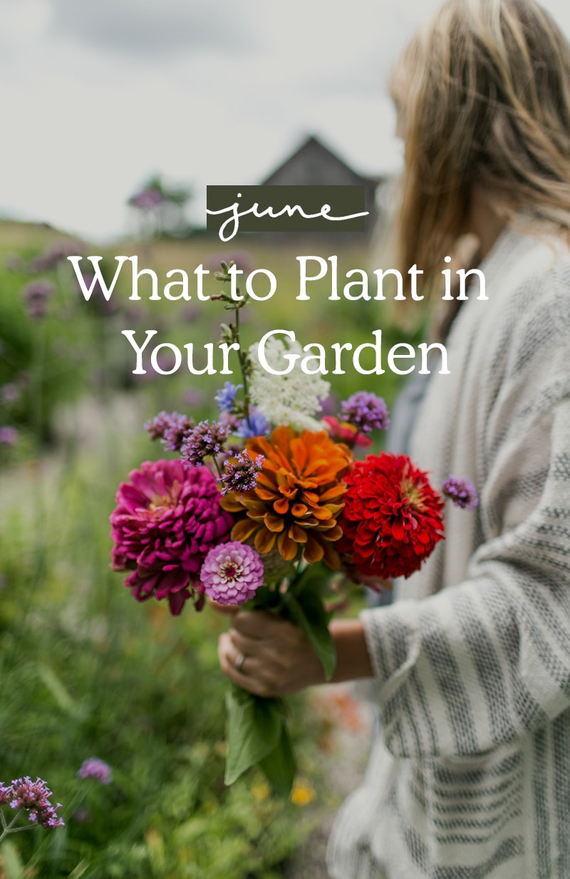 What To Plant in June From Flowers, Herbs, to Vegetables!