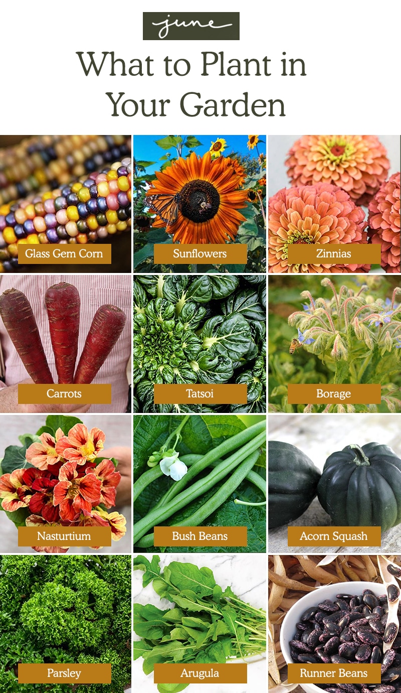 What To Plant in June From Flowers, Herbs, to Vegetables!