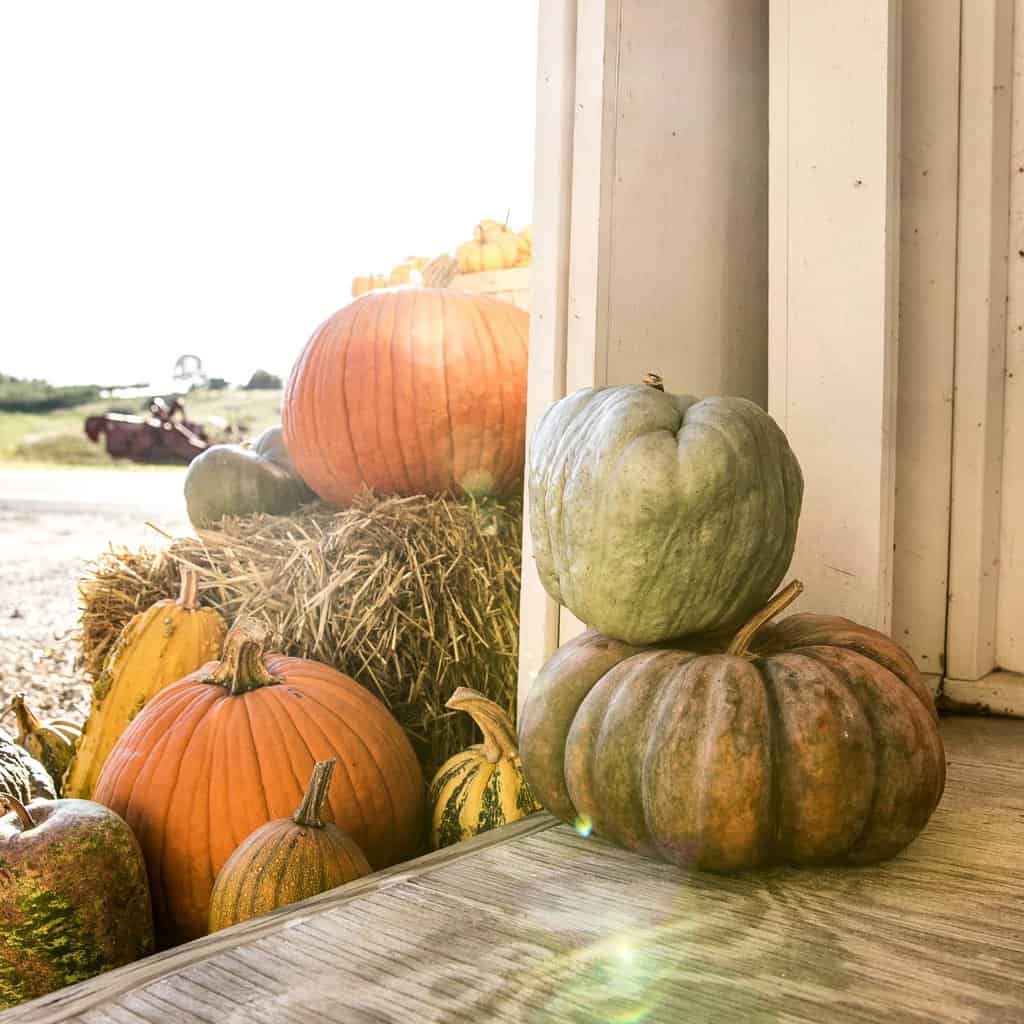 When To Plant Pumpkins In Time For Halloween Fresh Exchange