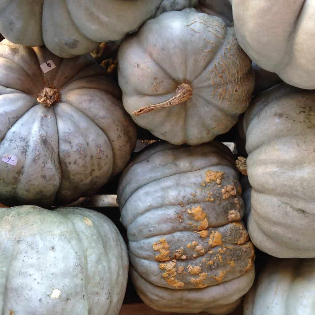 When To Plant Pumpkins In Time For Halloween Fresh Exchange