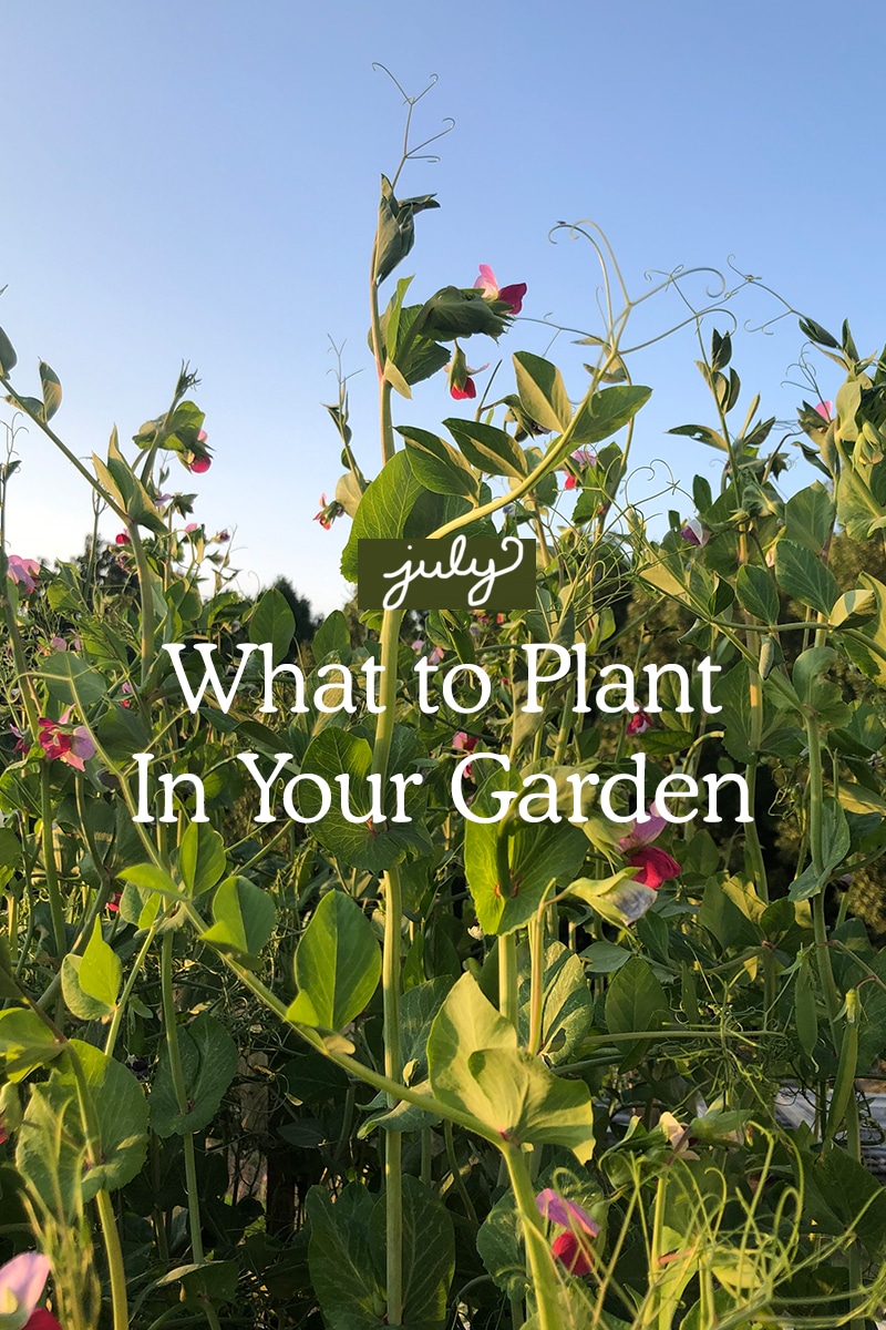 What To Plant in July in the Garden The Fresh Exchange