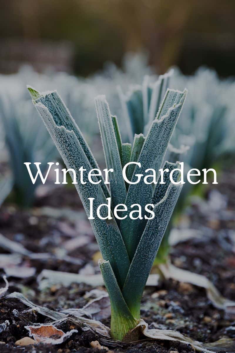 31 Ideas For Your Winter Garden Fresh Exchange