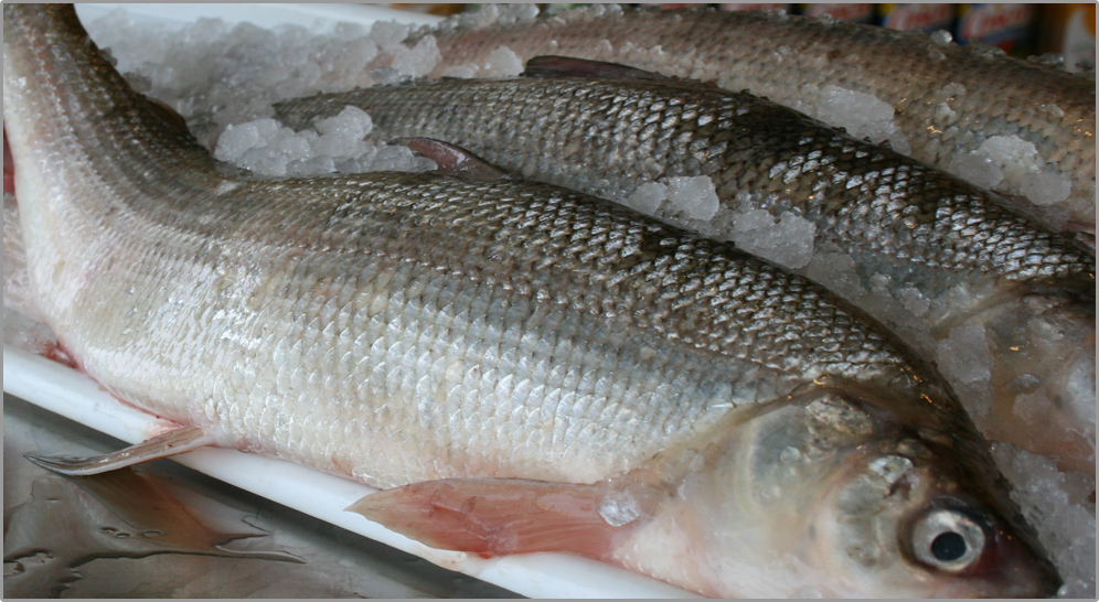 Whitefish Fresh Fish House Michigan » Blog