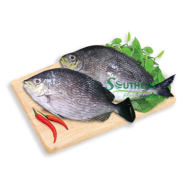 Frozen Rabbit Fish WR (Wild Caught) SOUTHERN FRESH FOODS CO., LTD