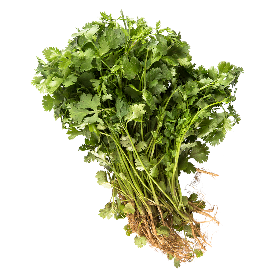 Cilantro Fresh Greens