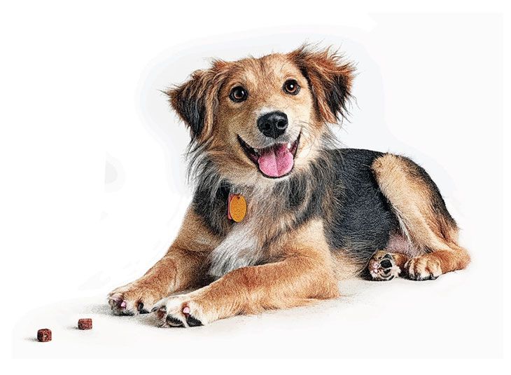 Best dog food for hunting dogs on the Market for 2020 Fresh Idea Studio