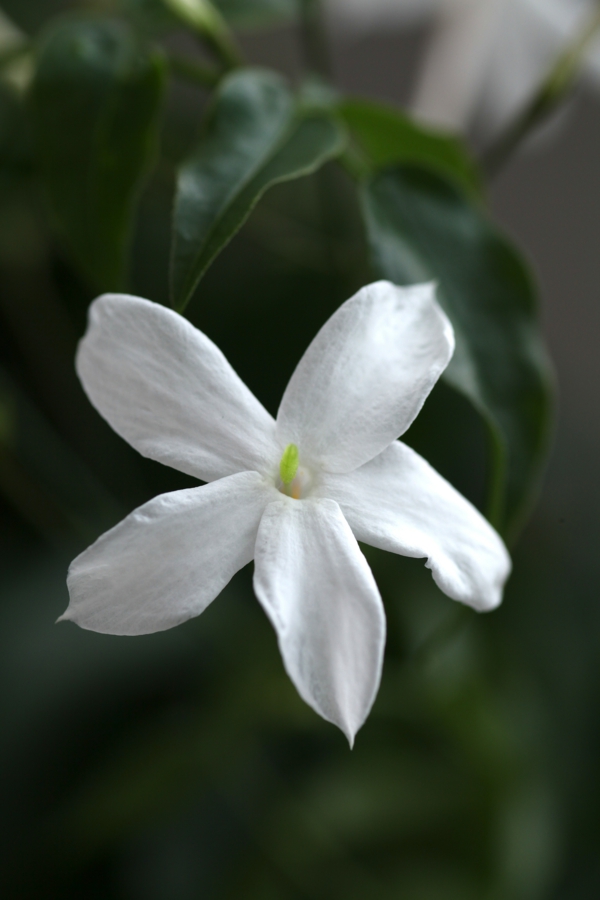 Die Jasmin Pflanze verbreitet schöne Düfte zu Hause