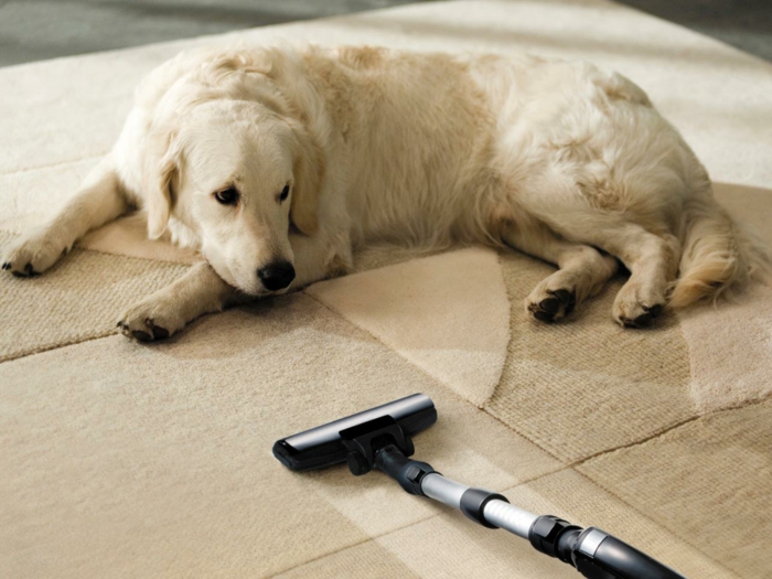 Hundehaare wie hält man seine Wohnung am besten stubenrein?