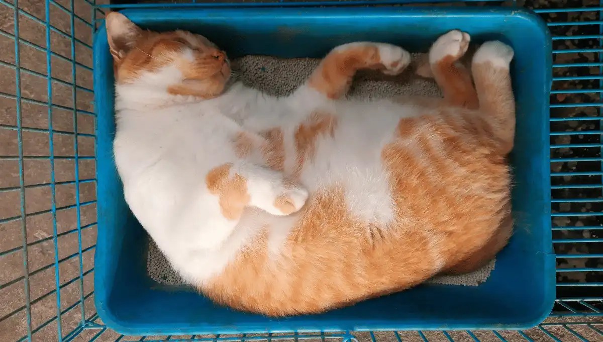 Why Is My Cat Sleeping in Litter Box? Reasons and Solutions