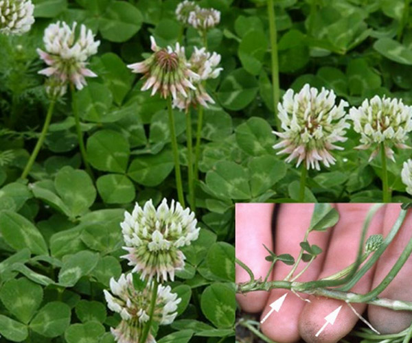 Common Weeds that Grow in Massachusetts Fresh Lawn Care