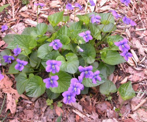 Common Weeds that Grow in Massachusetts Fresh Lawn Care