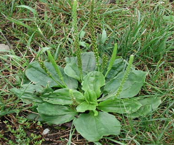 Common Weeds that Grow in Massachusetts Fresh Lawn Care