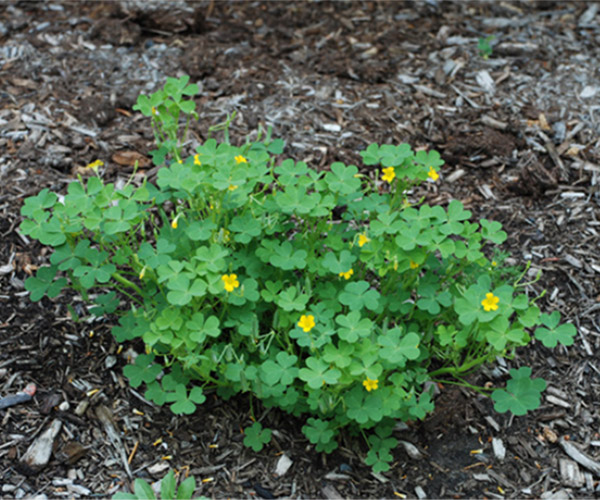 Common Weeds that Grow in Massachusetts Fresh Lawn Care