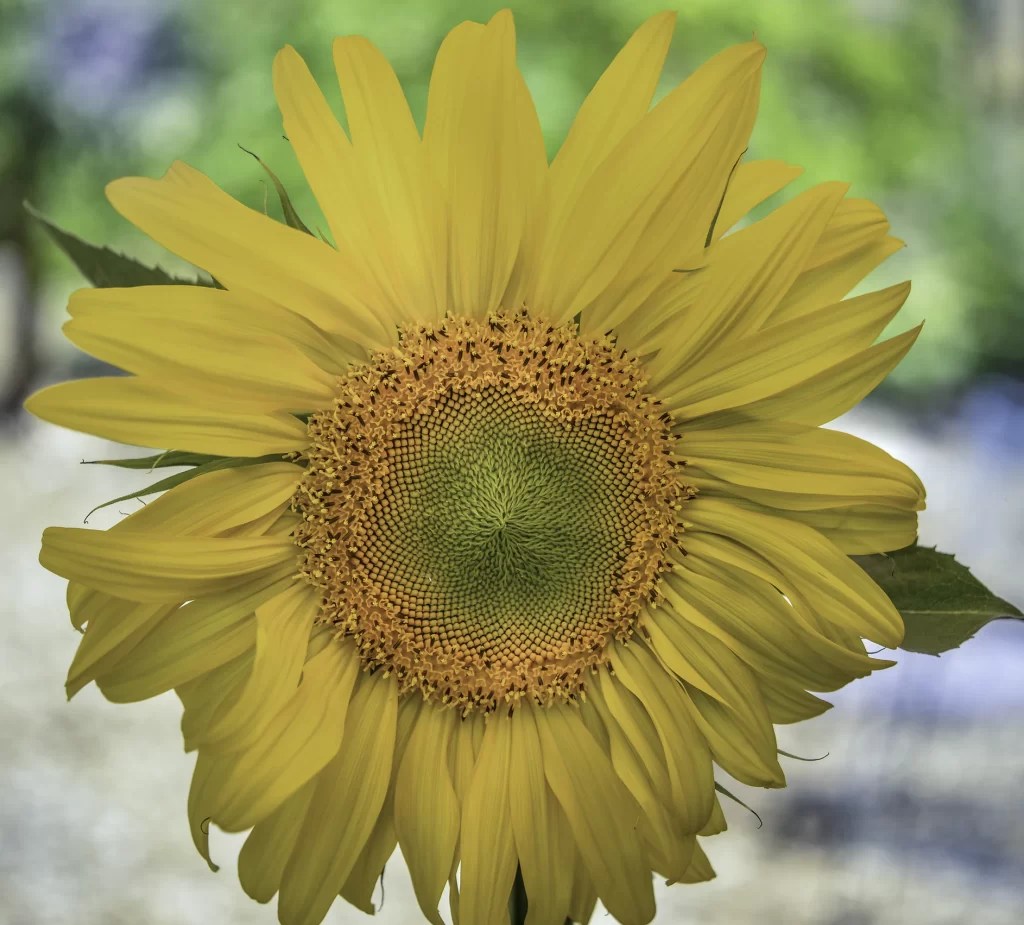 How to Make Sunflowers With Cricut Summertime DIY Crafts