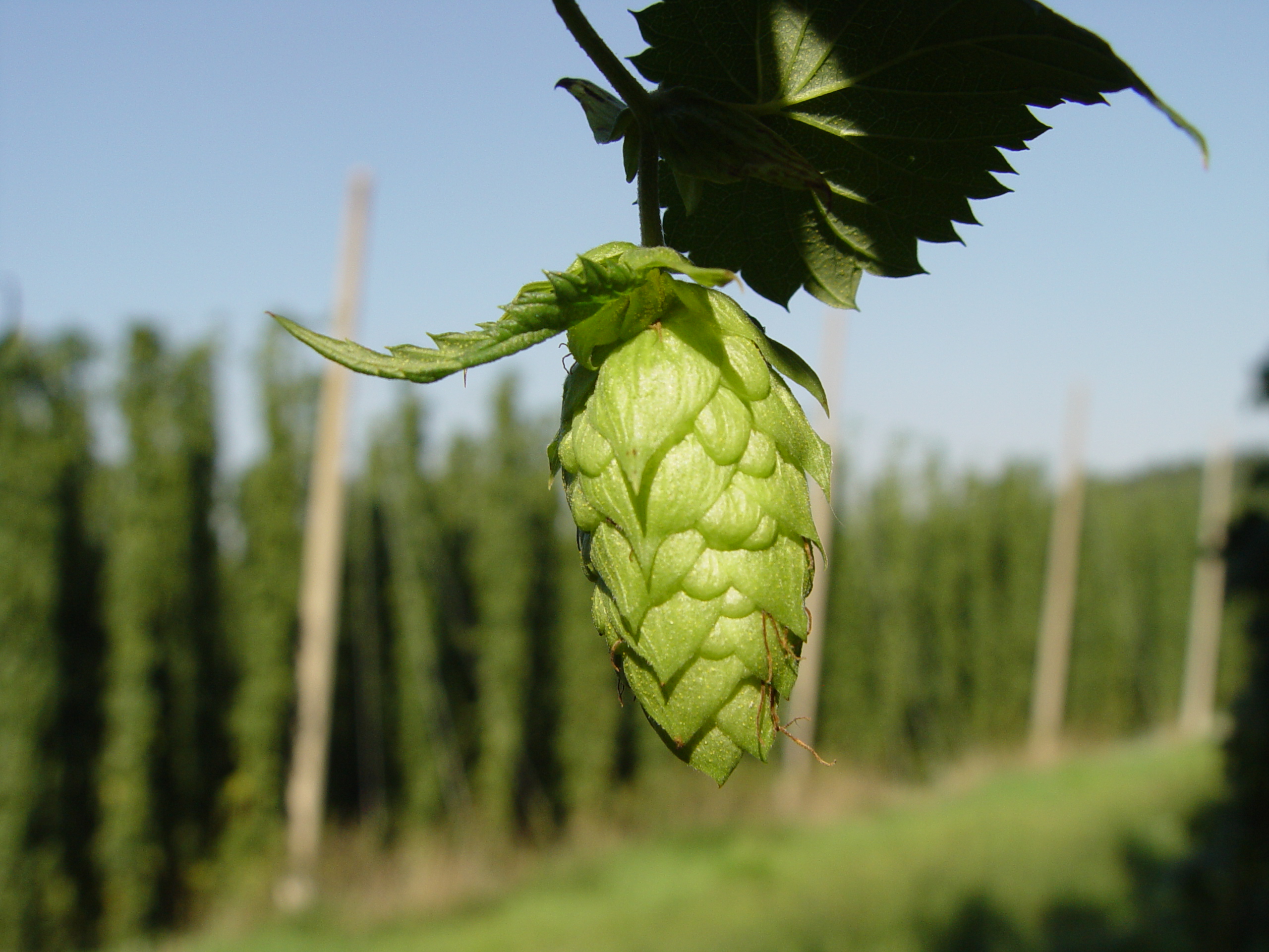 Purveyors of Fine Whole Flower Hops and Hop Rhizomes