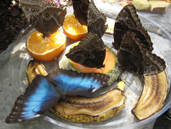 How to Attract Butterflies Butterfly Garden Design Ideas