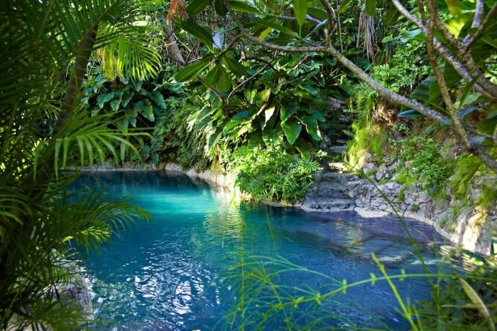 Choose a Natural Swimming Pool or Pond All Plants and No Chemicals