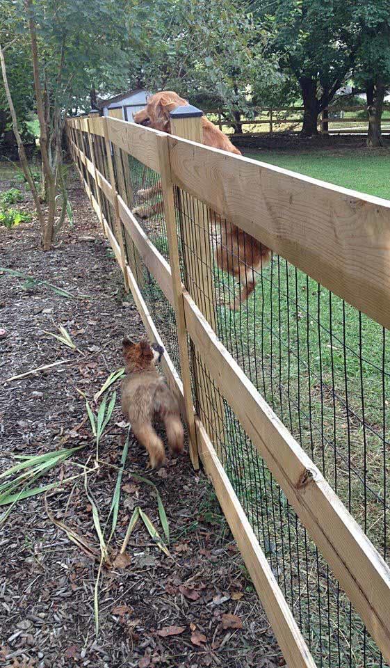 DIY Dog Fence Ideas and Installation Tips 6 Best Cheap Designs