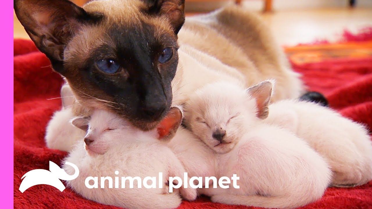 The Story Of The Adorable Siamese Family Fresh Positivity