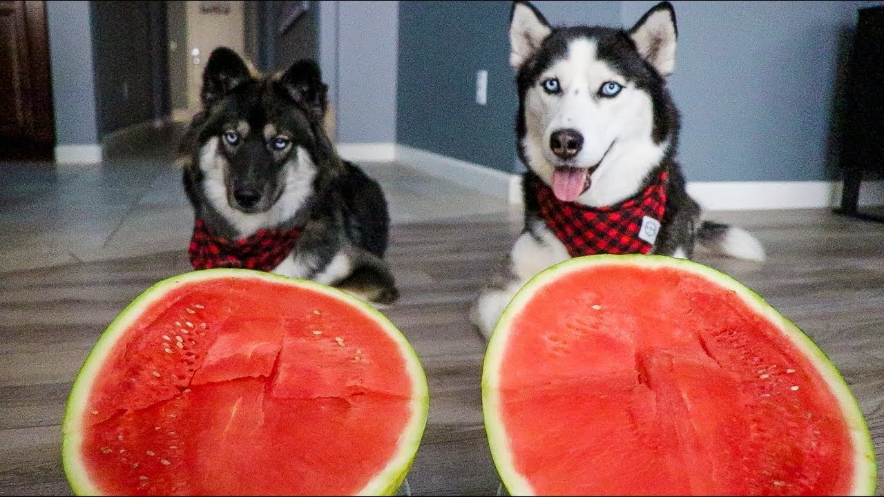 Dogs Have A Watermelon Eating Contest Fresh Positivity