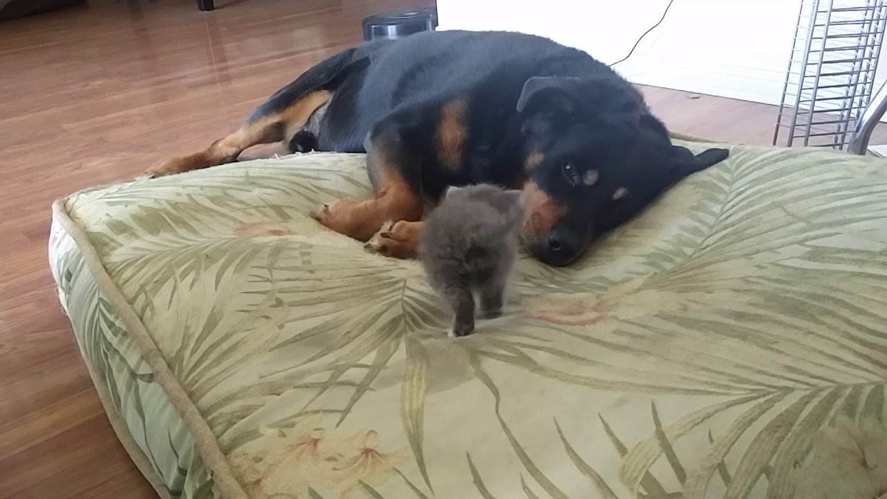 Tiny Kitten Takes Large Dog’s Bed Fresh Positivity