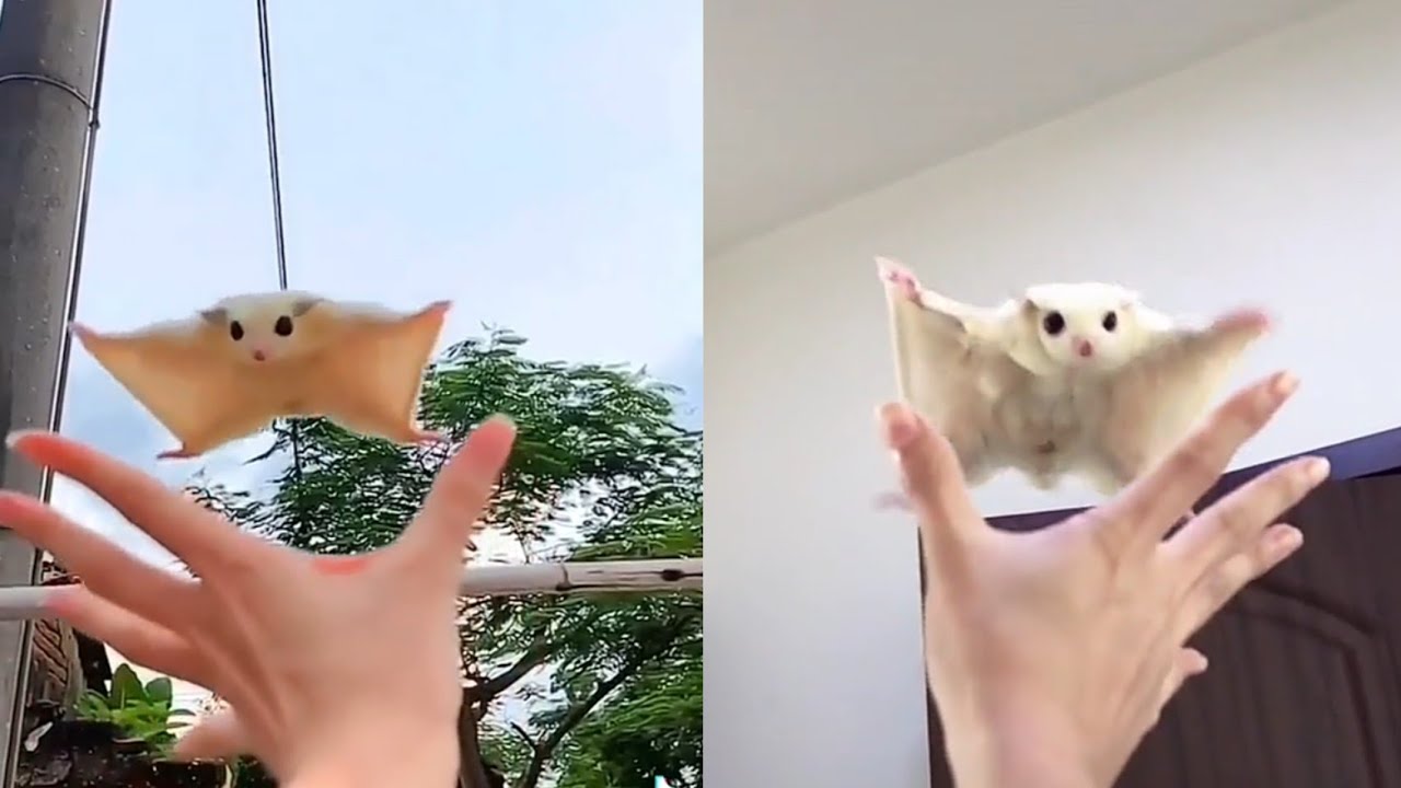 Adorable White Sugar Glider Flying To Human’s Hand Fresh Positivity