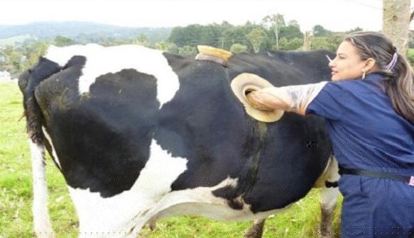 How Many Stomachs Does A Cow.