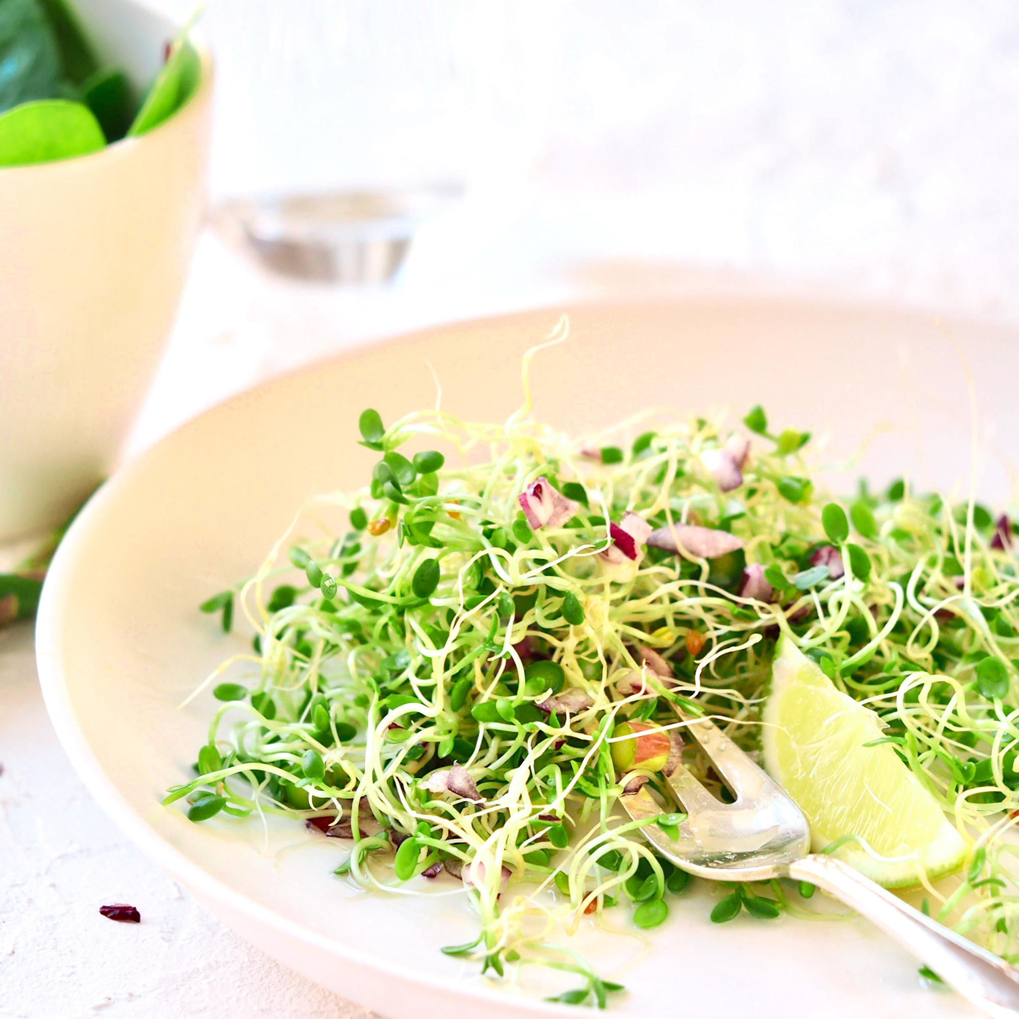 Clover salad with sprouts is an easy salad for your homegrown sprouts.