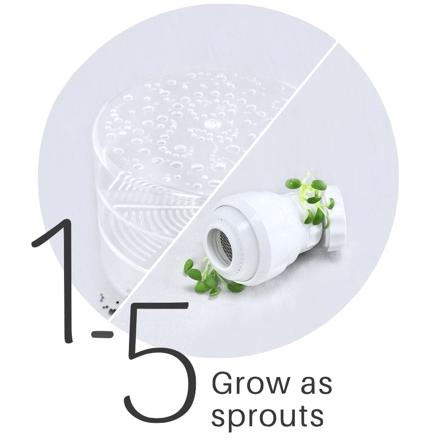 How to grow sprouts and microgreens all year in any climate.