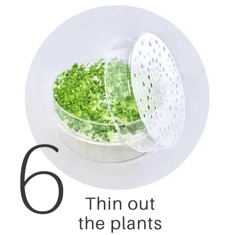 How to grow sprouts and microgreens all year in any climate.